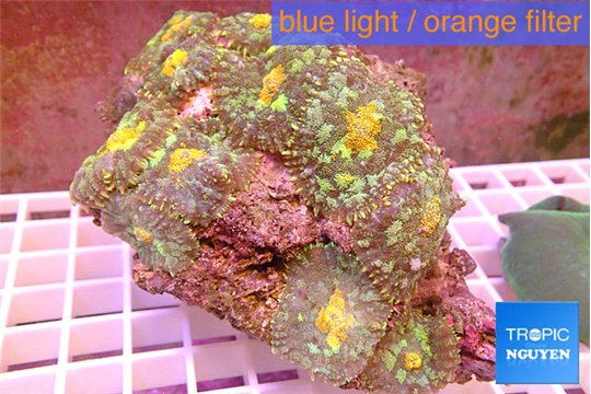 Rhodactis premium 7-12 cm WYSIWYG acclimaté