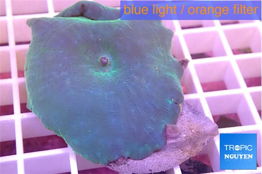 Discosoma deep blue avatar 2 polyps WYSIWYG acclimaté