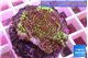 Montipora green & purple polyps 3-4 cm WYSIWYG acclimaté