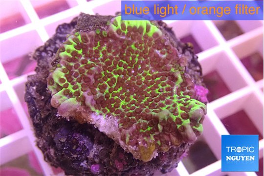 Montipora green & purple polyps 3-4 cm WYSIWYG acclimaté