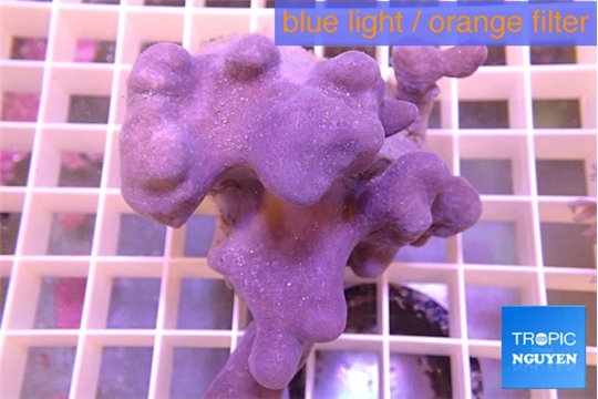 Sinularia short finger 7-10 cm WYSIWYG acclimaté