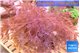 Xenia long polyps 7-12 cm WYSIWYG acclimaté