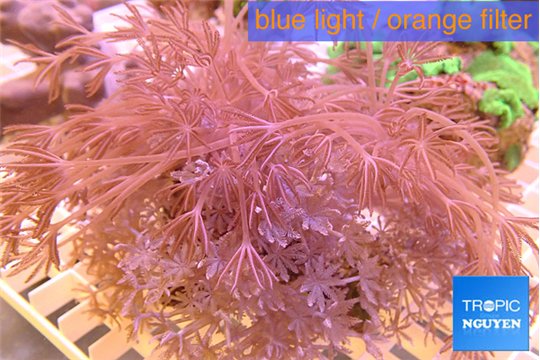 Xenia long polyps 7-12 cm WYSIWYG acclimaté