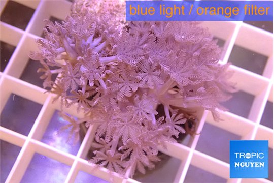 Xenia pumping 4-6 cm WYSIWYG acclimaté