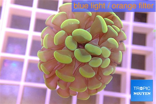 Euphyllia paraancora green gold 1 polyp WYSIWYG acclimaté