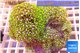 Pachyclavularia neon green 8-12 cm WYSIWYG acclimaté