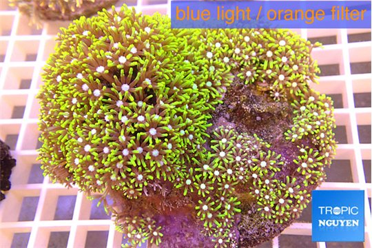 Pachyclavularia neon green 8-12 cm WYSIWYG acclimaté