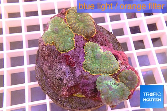 Rhodactis green fire forest 8-12 cm WYSIWYG acclimaté