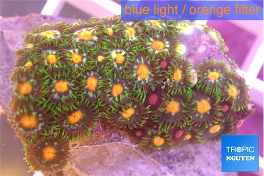Zoanthus orange fusion 3-5 cm WYSIWYG acclimaté