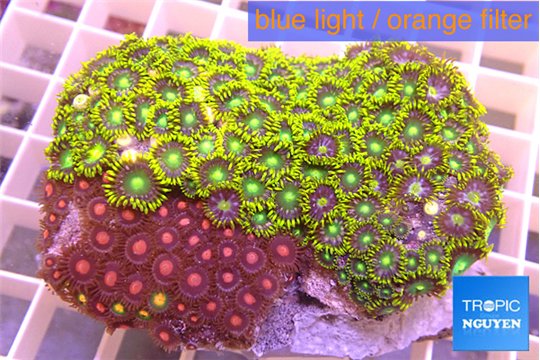 Zoanthus mixed color 5-6 cm WYSIWYG acclimaté