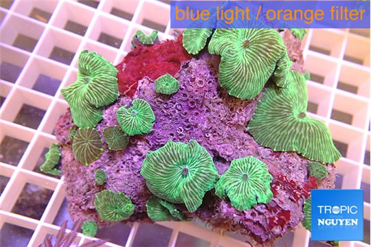 Discosoma striata green 8-12 cm WYSIWYG acclimaté