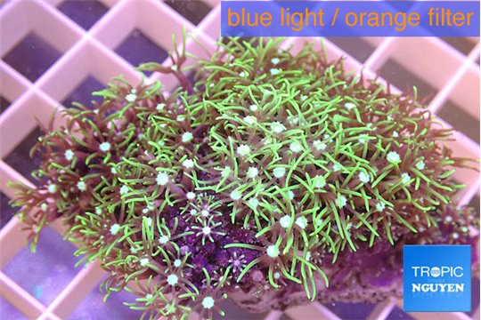 Pachyclavularia neon green 4-5 cm WYSIWYG acclimaté