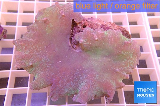 Sinularia dura 7-11 cm WYSIWYG acclimaté