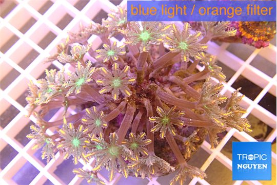 Clavularia papaya orange green 8-12 cm WYSIWYG acclimaté