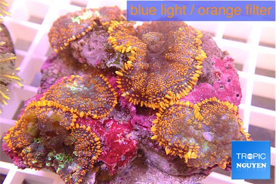 Rhodactis red blue superman 7-11 cm WYSIWYG acclimaté