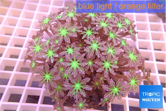 Clavularia papaya purple green 8-12 cm WYSIWYG acclimaté