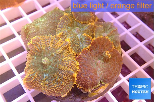 Rhodactis red blue superman 7-11 cm WYSIWYG acclimaté