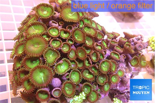 Palythoa neon green 10-14 cm WYSIWYG acclimaté