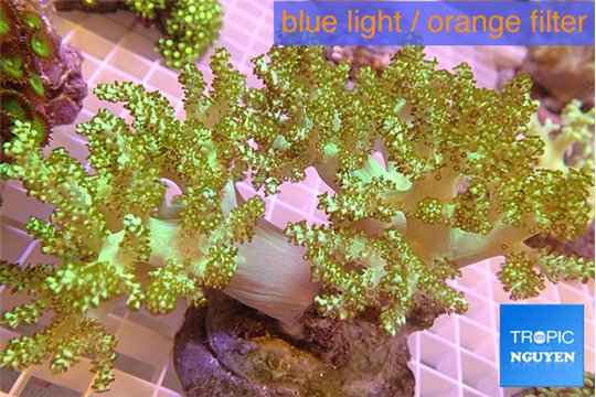 Capnella green 8-16 cm WYSIWYG acclimaté