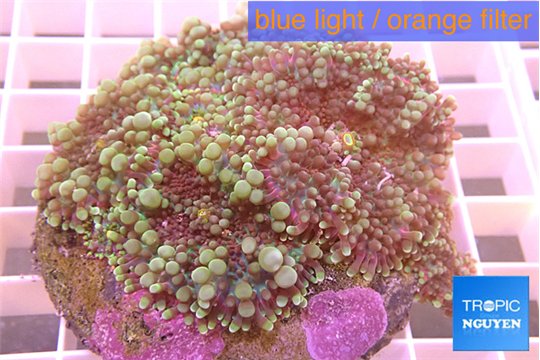 Ricordea yuma purple green 7-10 cm WYSIWYG acclimaté