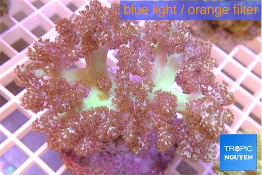 Capnella greeny 8-14 cm WYSIWYG acclimaté