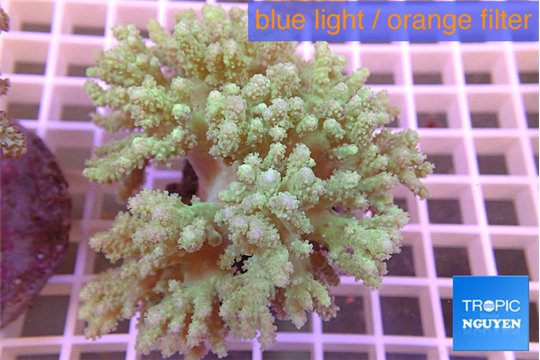 Sinularia green 8-14 cm WYSIWYG acclimaté