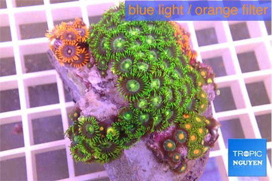 Zoanthus tricolor 4-6 cm WYSIWYG acclimaté