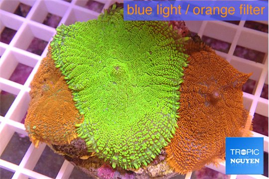 Rhodactis garden 7-12 cm WYSIWYG acclimaté