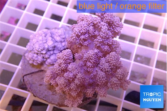 Cladellia 7-12 cm WYSIWYG acclimaté