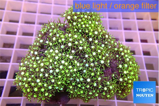 Pachyclavularia neon green 7-12 cm WYSIWYG acclimaté