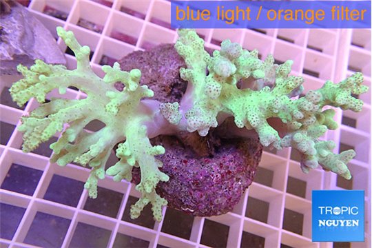 Sinularia green gold 5-7 cm WYSIWYG acclimaté