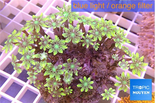 Clavularia papaya golden green 8-12 cm WYSIWYG acclimaté