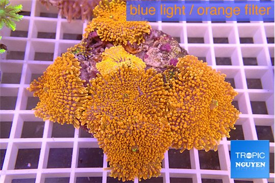 Ricordea yuma red premium 8-12 cm WYSIWYG acclimaté