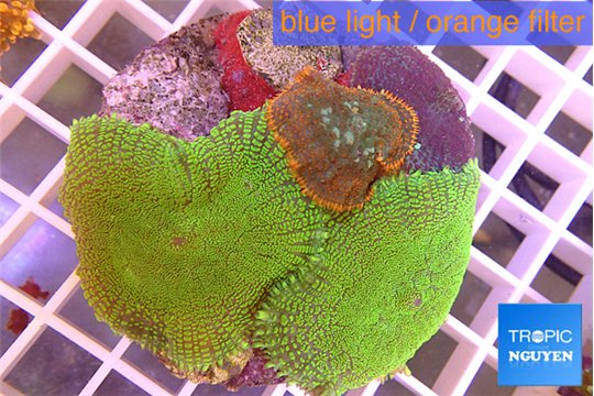 Rhodactis garden 3 polyps WYSIWYG acclimaté