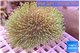 Sarcophyton greeny & long polyps 7-14 cm WYSIWYG acclimaté