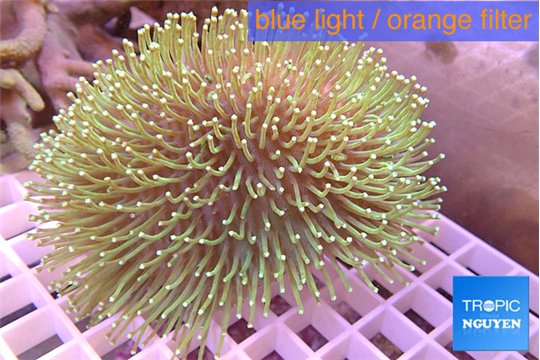 Sarcophyton greeny & long polyps 7-14 cm WYSIWYG acclimaté