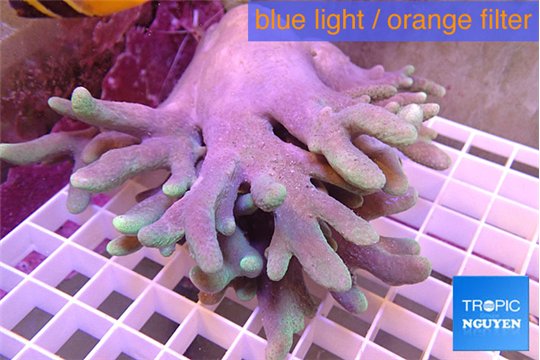 Sinularia long finger 10-18 cm WYSIWYG acclimaté