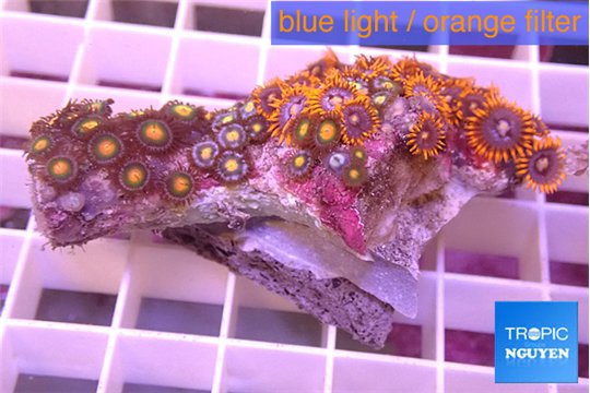 Zoanthus mixed color 4-6 cm WYSIWYG acclimaté