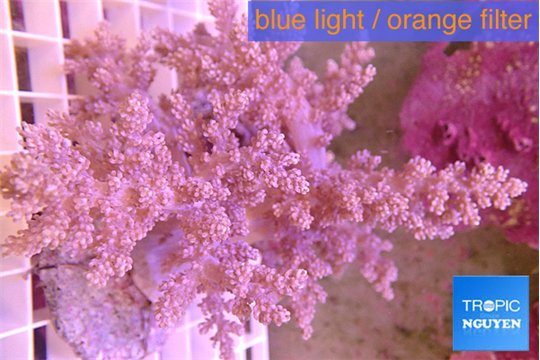 Lithophyton pinky 9-16 cm WYSIWYG acclimaté