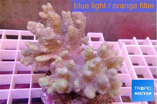 Sinularia short finger 8-12 cm WYSIWYG acclimaté