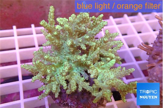 Sinularia flexibilis green 8-12 cm WYSIWYG acclimaté