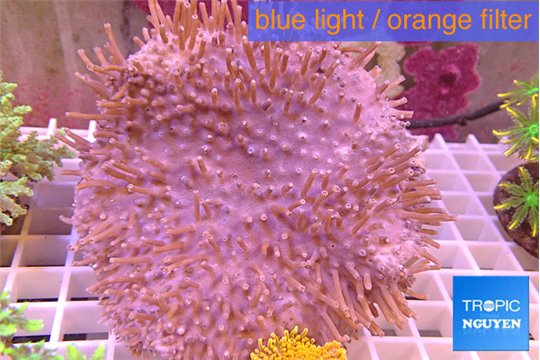 Sarcophyton long finger 8-14 cm WYSIWYG acclimaté