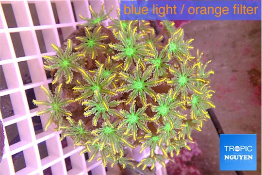 Clavularia papaya golden green 8-12 cm WYSIWYG acclimaté