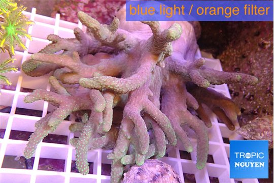 Sinularia long finger 15-22 cm WYSIWYG acclimaté