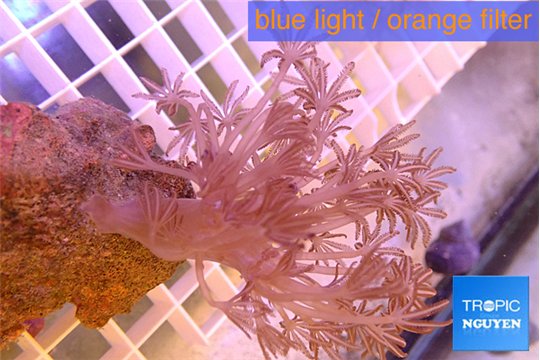 Xenia long polyps 4-6 cm WYSIWYG acclimaté