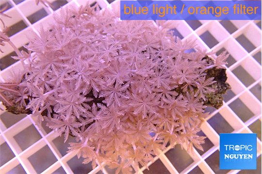 Xenia pumping 8-12 cm WYSIWYG acclimaté