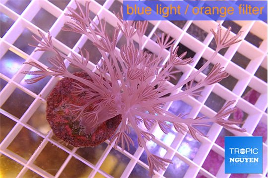 Xenia long polyps 4-6 cm WYSIWYG acclimaté