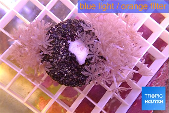 Xenia pumping 4-6 cm WYSIWYG acclimaté