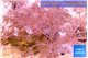 Xenia long polyps 7-10 cm WYSIWYG acclimaté