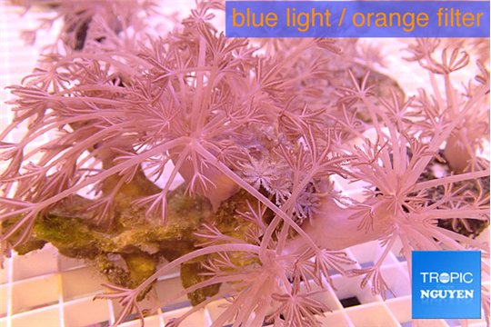 Xenia long polyps 7-10 cm WYSIWYG acclimaté